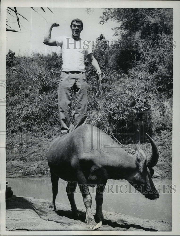1962 Press Photo James MacArthur balances on top of water buffalo for a movie