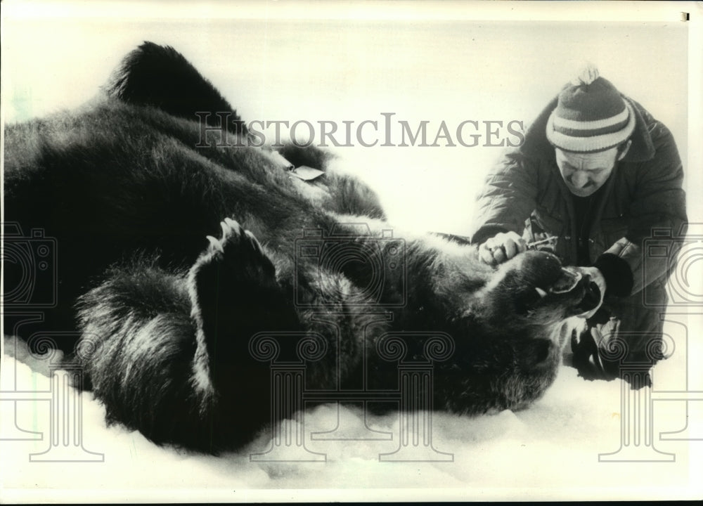 1986 Press Photo Animals-Bears, Wildlife employe examined the teeth of a bear.