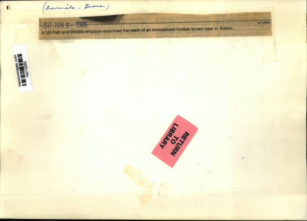 1986 Press Photo Animals-Bears, Wildlife employe examined the teeth of a bear.