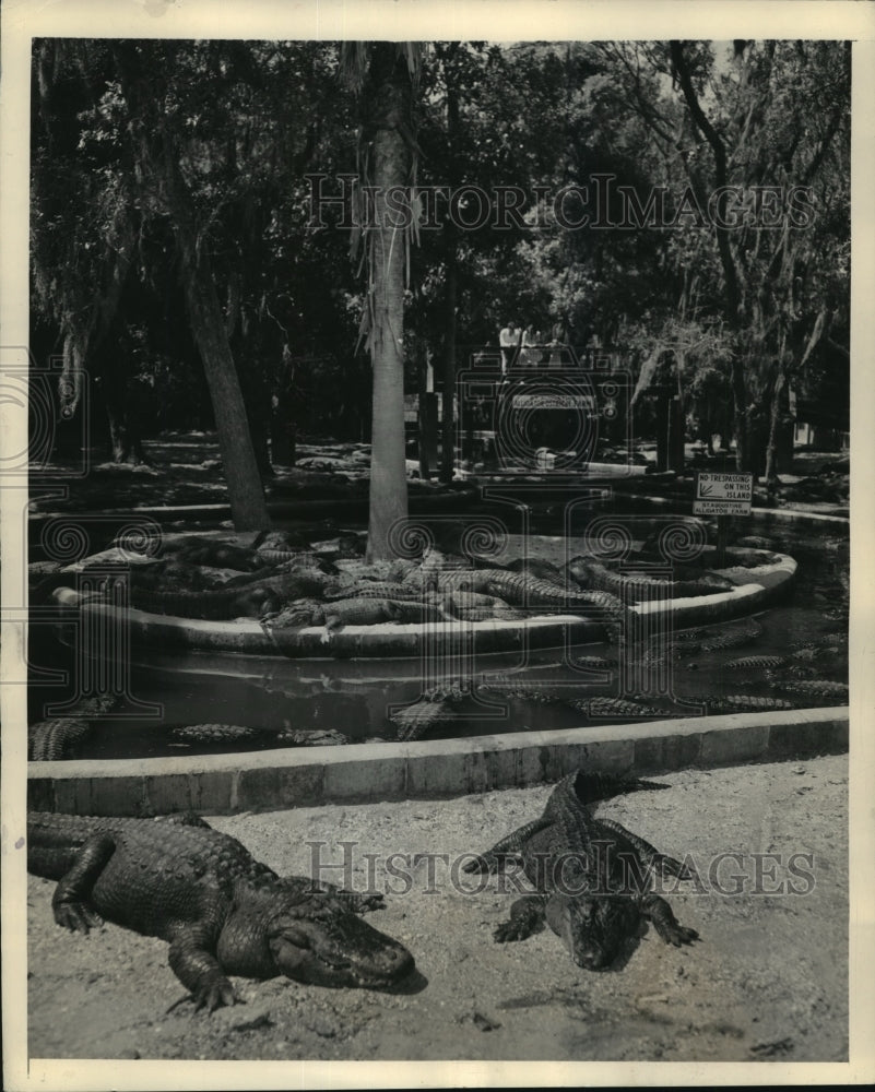 1948 Press Photo Alligators in Saint Augustine, Florida - mjx14894- Historic Images