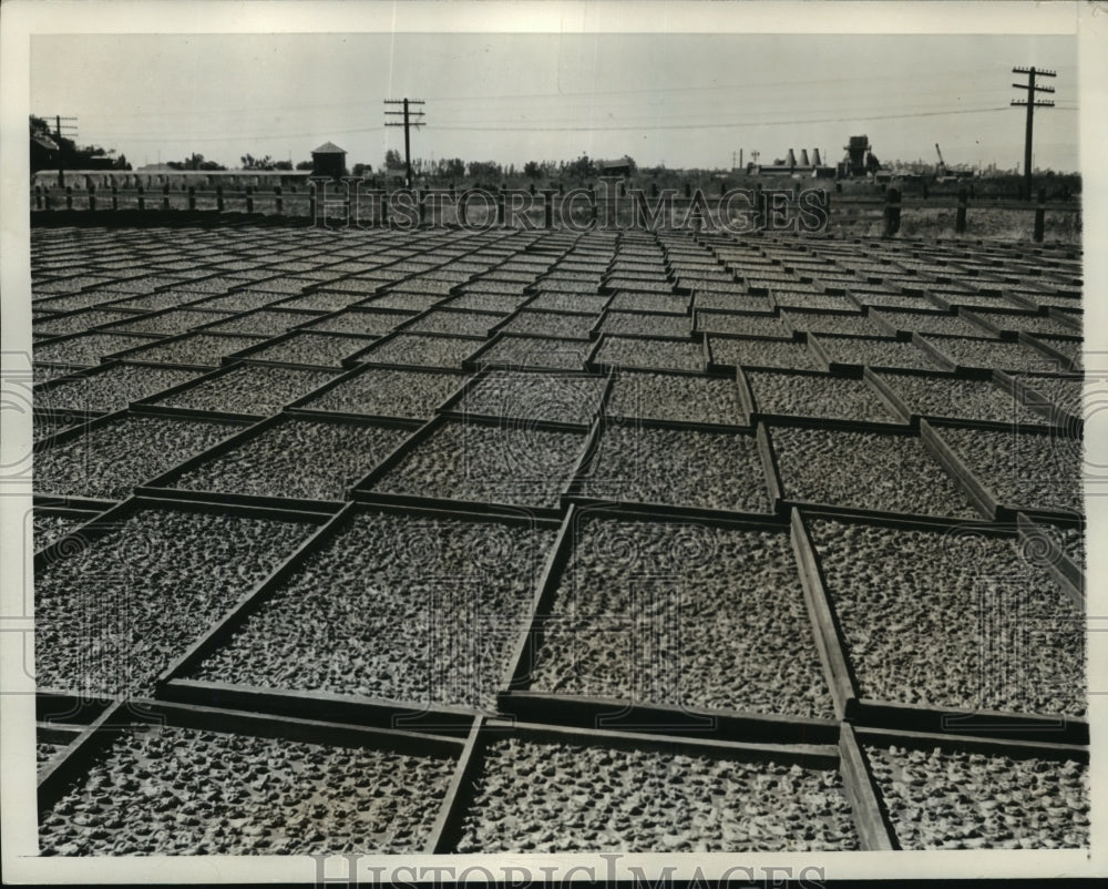 1936 Press Photo California pears placed under the sun to dry - mjx15561