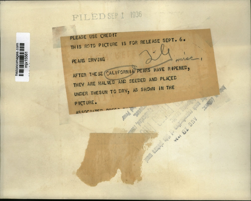 1936 Press Photo California pears placed under the sun to dry - mjx15561