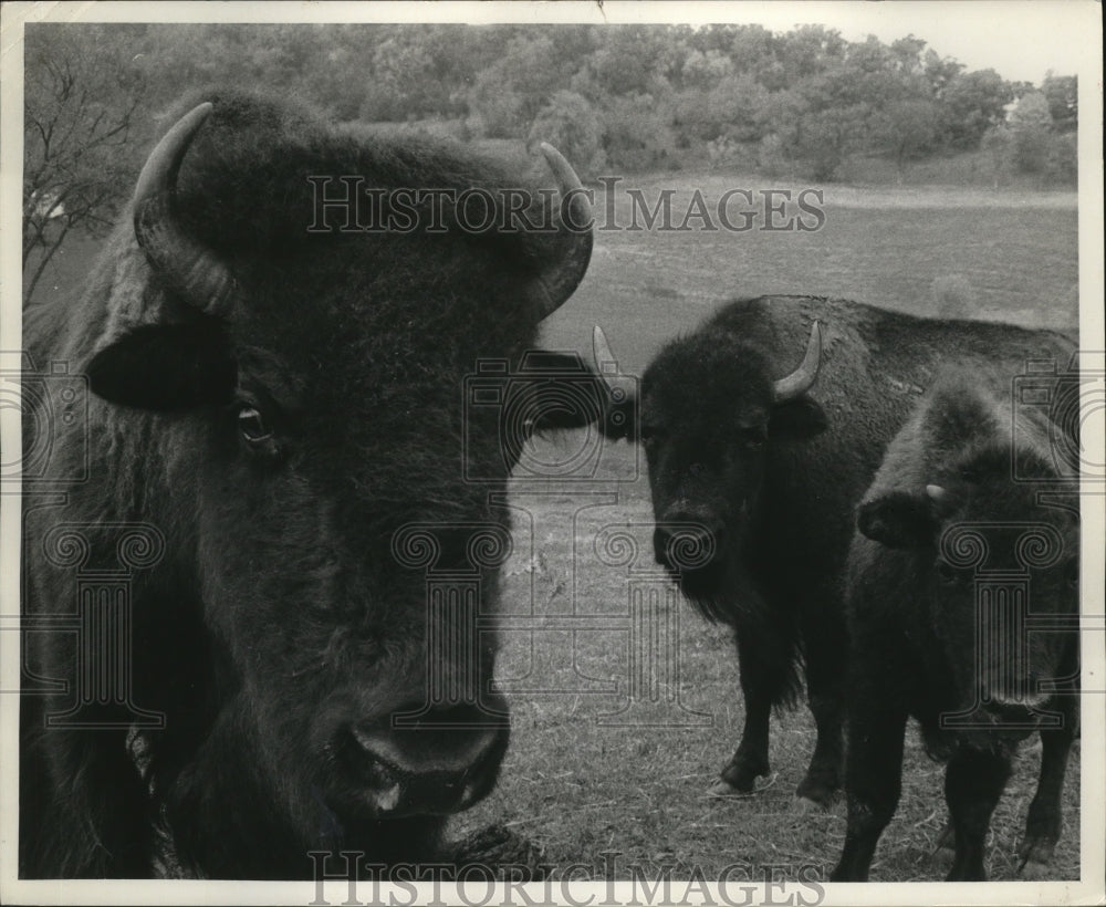 1973 Press Photo Buffalo part of herd on the Rinehart farm at Richland Center