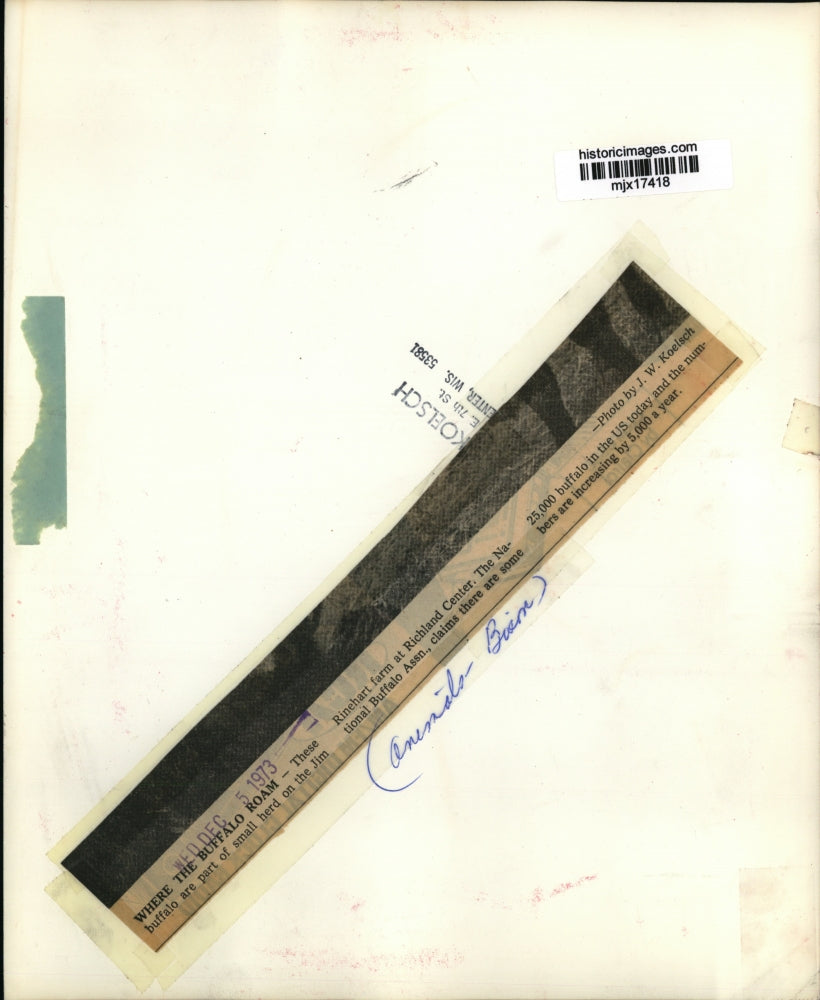 1973 Press Photo Buffalo part of herd on the Rinehart farm at Richland Center