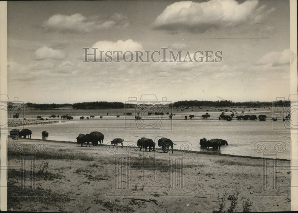 Press Photo Buffalo at the preserve of Buffalo National Park, Wainwright, Alta.- Historic Images