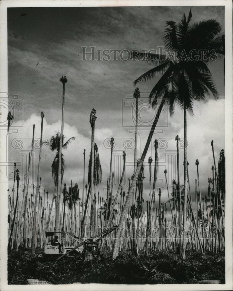 1957 Press Photo J.J. Case crawler tractor on a coconut plantation in Malaysia.