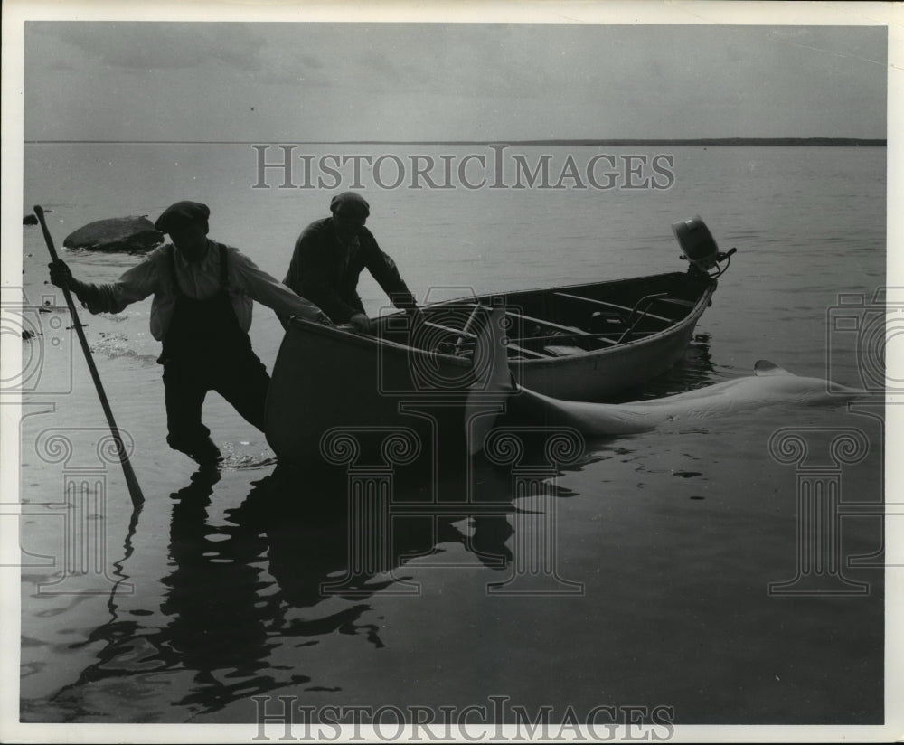 1962 Press Photo Fishermen with a white wale in Northern Manitoba, Canada.