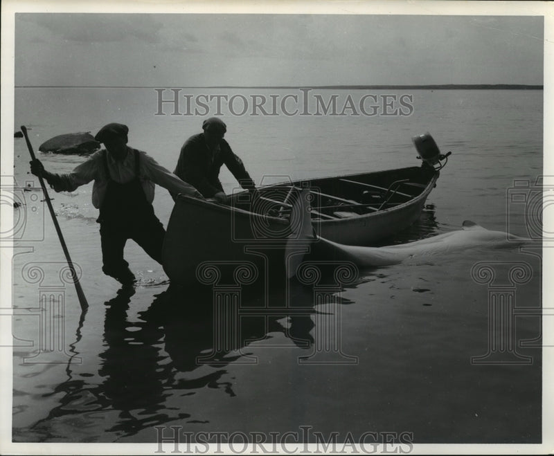 Load image into Gallery viewer, 1962 Press Photo Fishermen with a white wale in Northern Manitoba, Canada.
