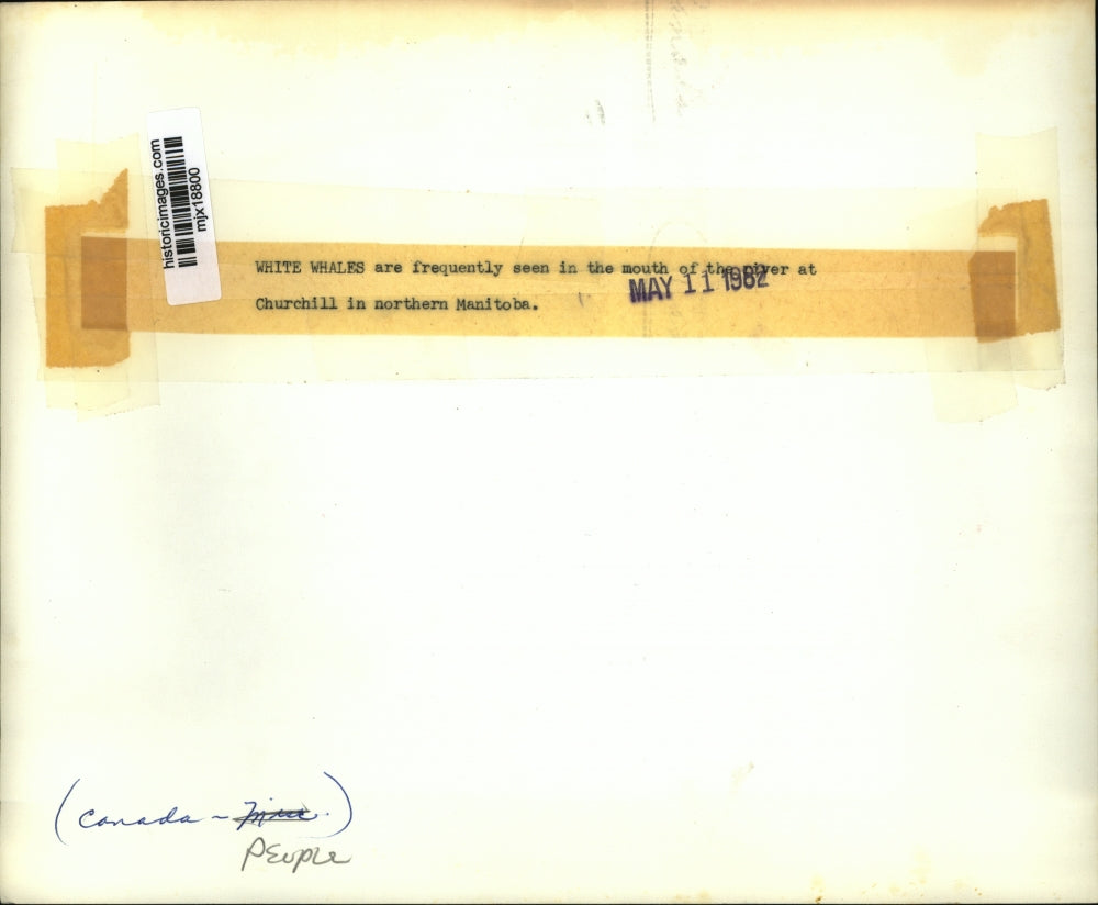 1962 Press Photo Fishermen with a white wale in Northern Manitoba, Canada.