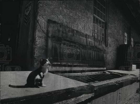 1976 Press Photo A cat suns itself on the loading dock of a 121 year old mill- Historic Images