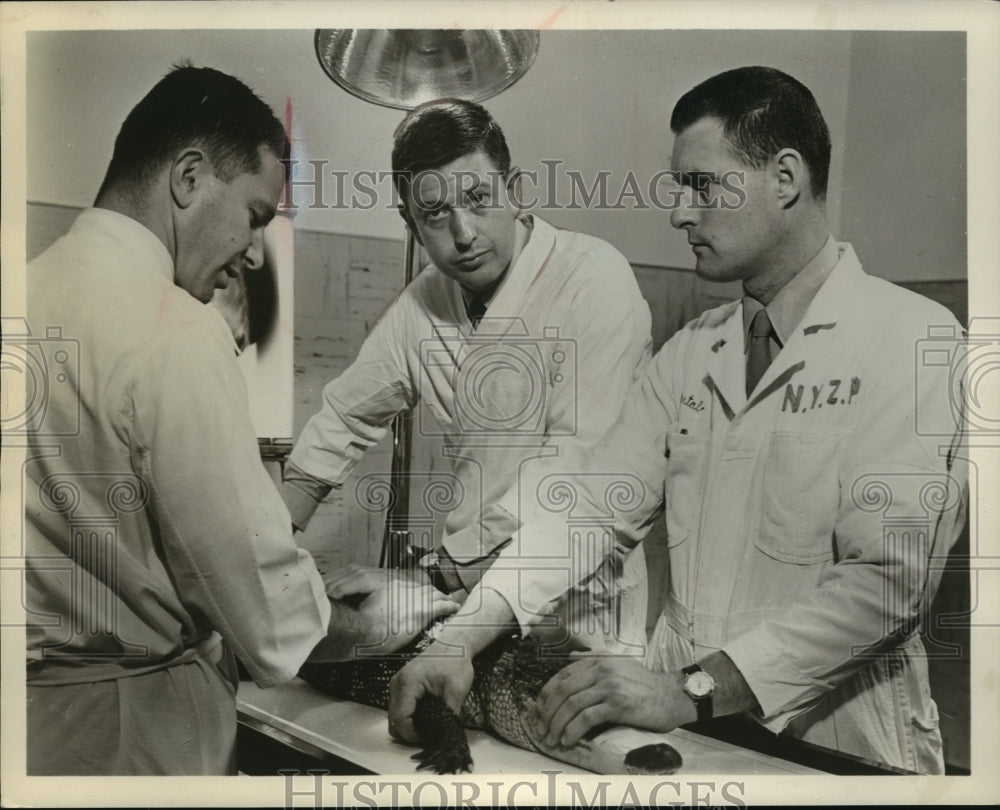 1962 Press Photo Frank Buxton hosts Discovery 62, on ABC. - mjx19008