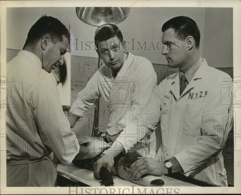 Load image into Gallery viewer, 1962 Press Photo Frank Buxton hosts Discovery 62, on ABC. - mjx19008
