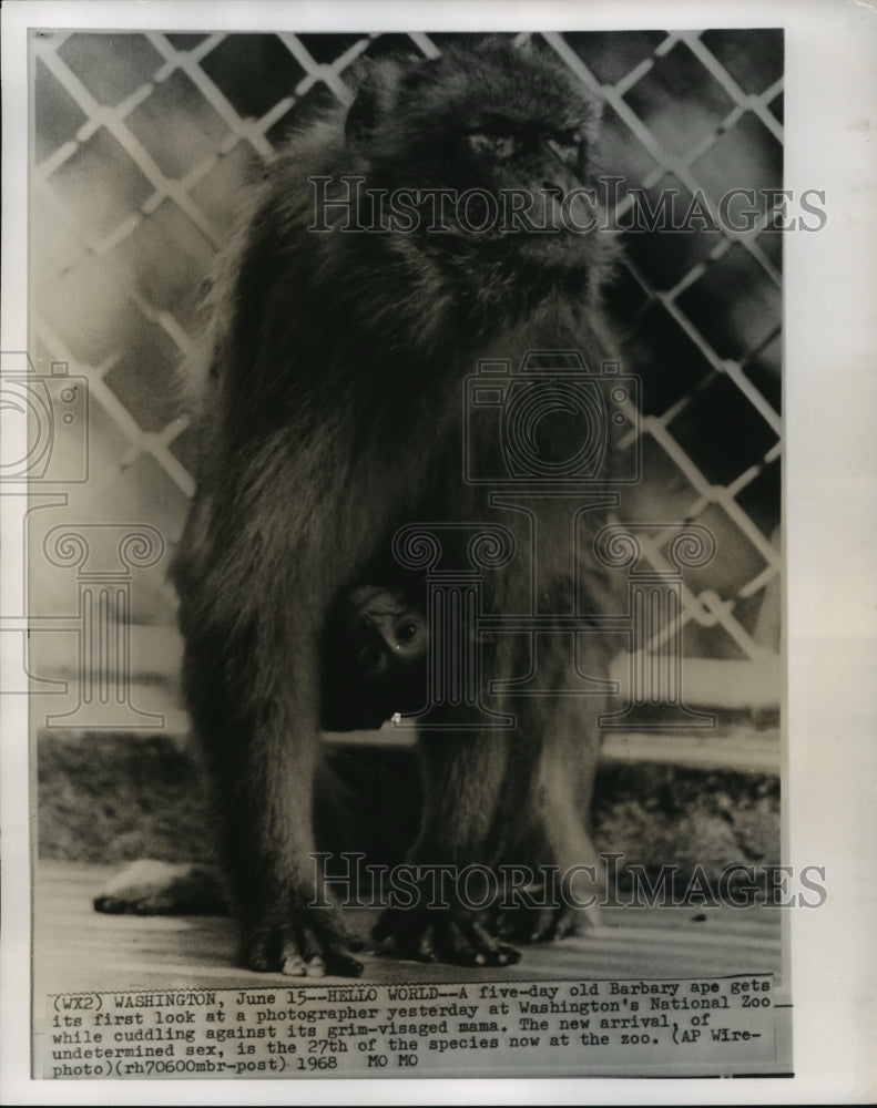 1968 Press Photo A Barbary ape and it&#39;s offspring at Washington&#39;s National Zoo