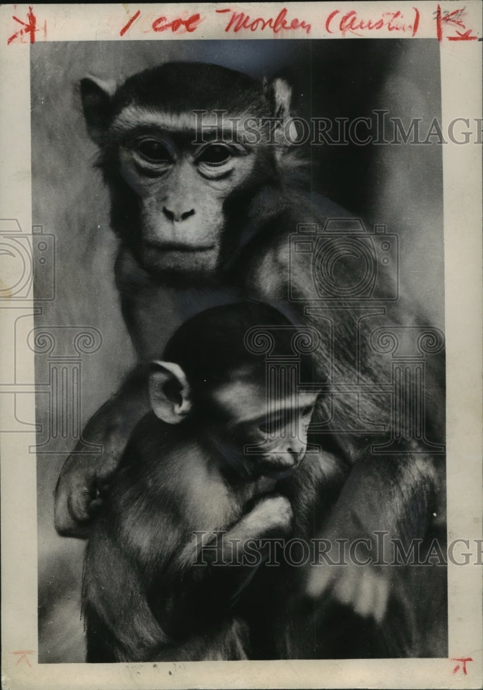 1948 Press Photo Rhesus monkeys are revered in India needed for U.S polio fight- Historic Images