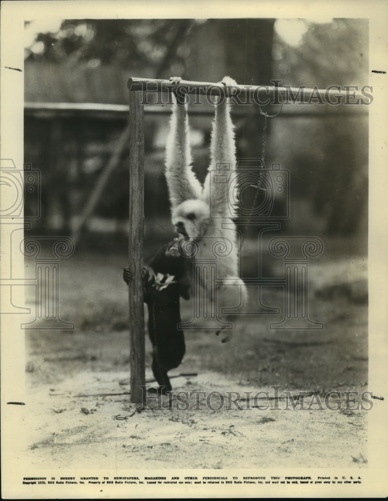 1935 Press Photo A honey bear and a gibbon quarreling in Buck's camp - mjx21747- Historic Images