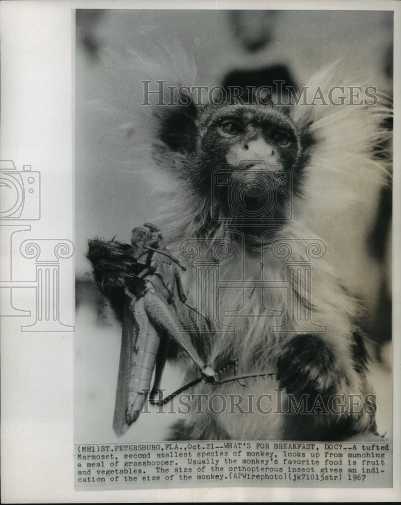 Load image into Gallery viewer, 1967 Press Photo A Tufted Marmoset Looks Up From Its Meal Of Grasshopper
