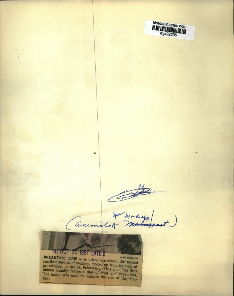 1967 Press Photo A Tufted Marmoset Looks Up From Its Meal Of Grasshopper