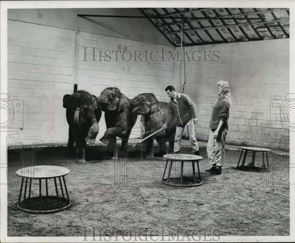 1963 Press Photo John Herroitt with elephants from the Circus World Museum