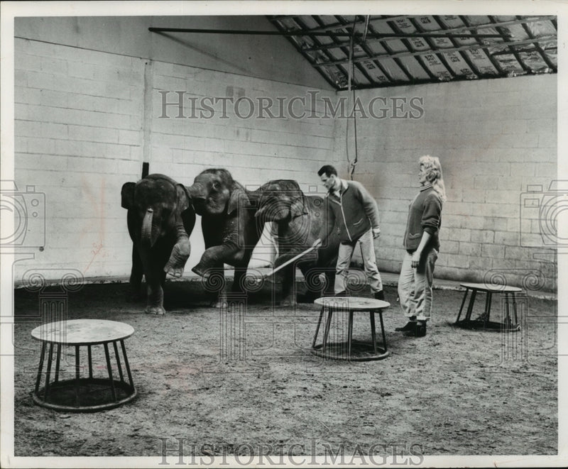 Load image into Gallery viewer, 1963 Press Photo John Herroitt with elephants from the Circus World Museum
