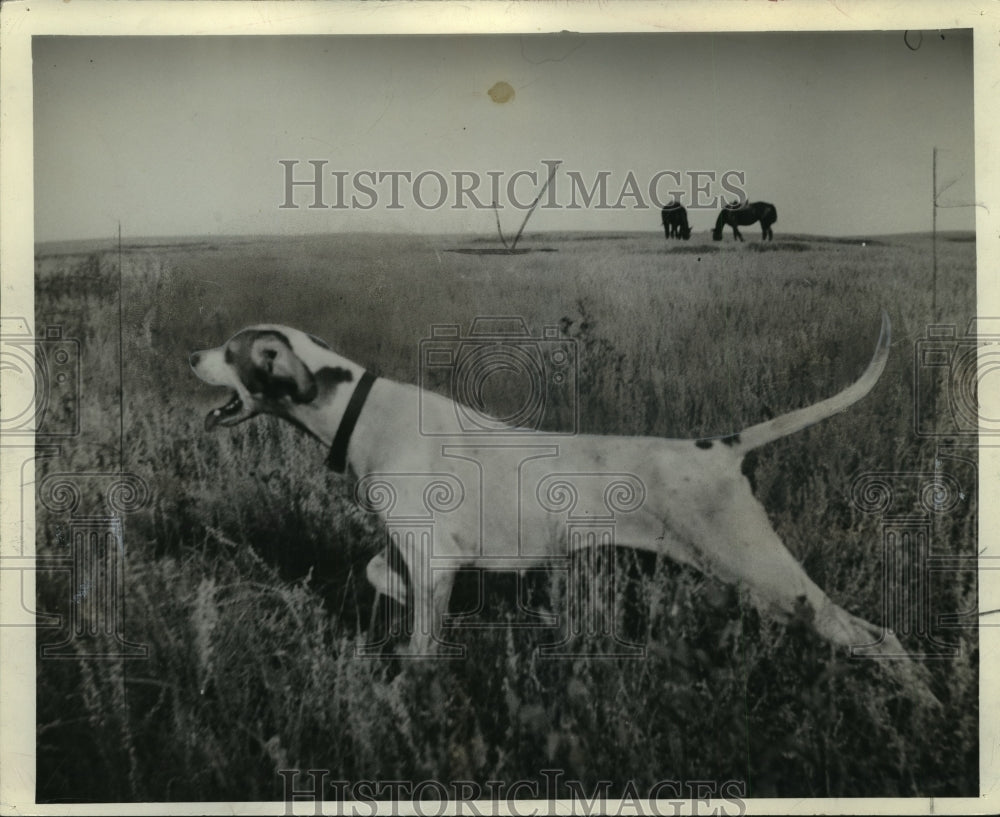 1942 Press Photo Spunky Creek Nina-Greatest Winning Bird Dog In Wisconsin- Historic Images