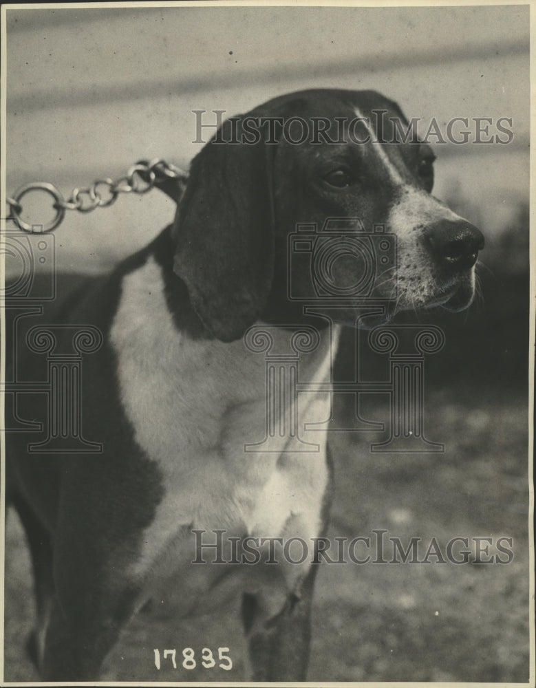 1962 Press Photo Foxhound - mjx23083