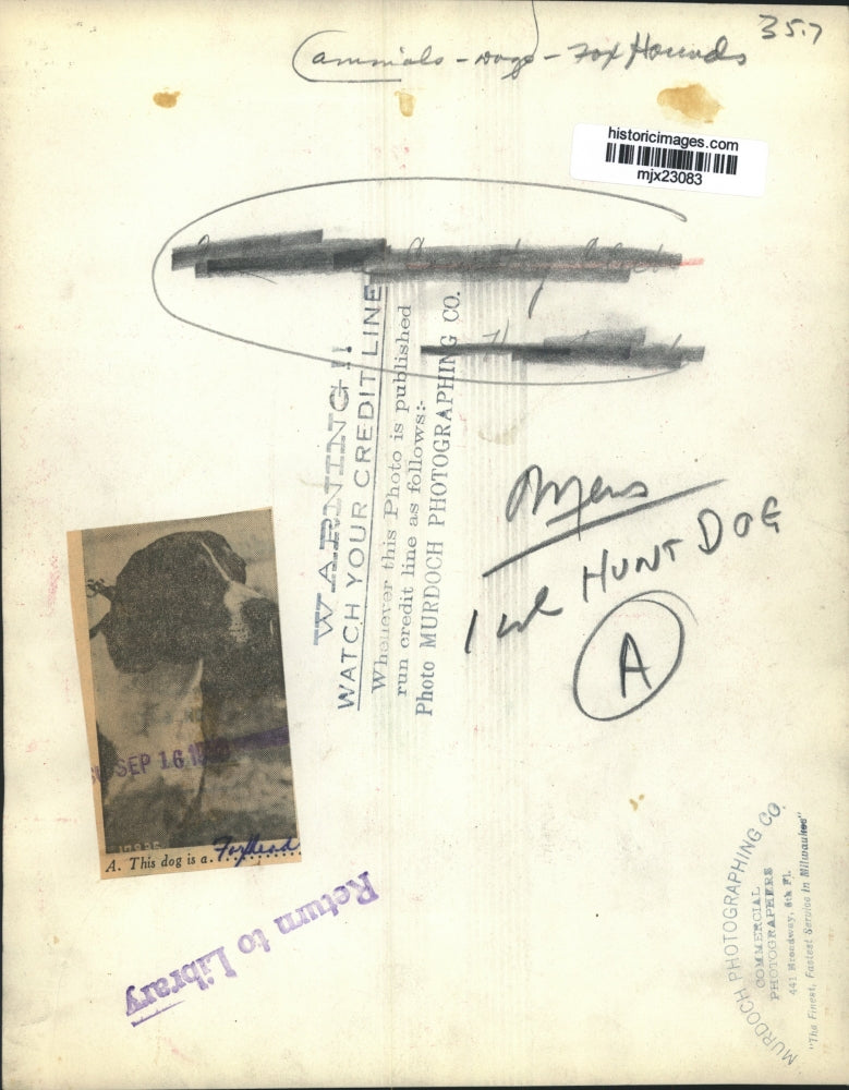 1962 Press Photo Foxhound - mjx23083