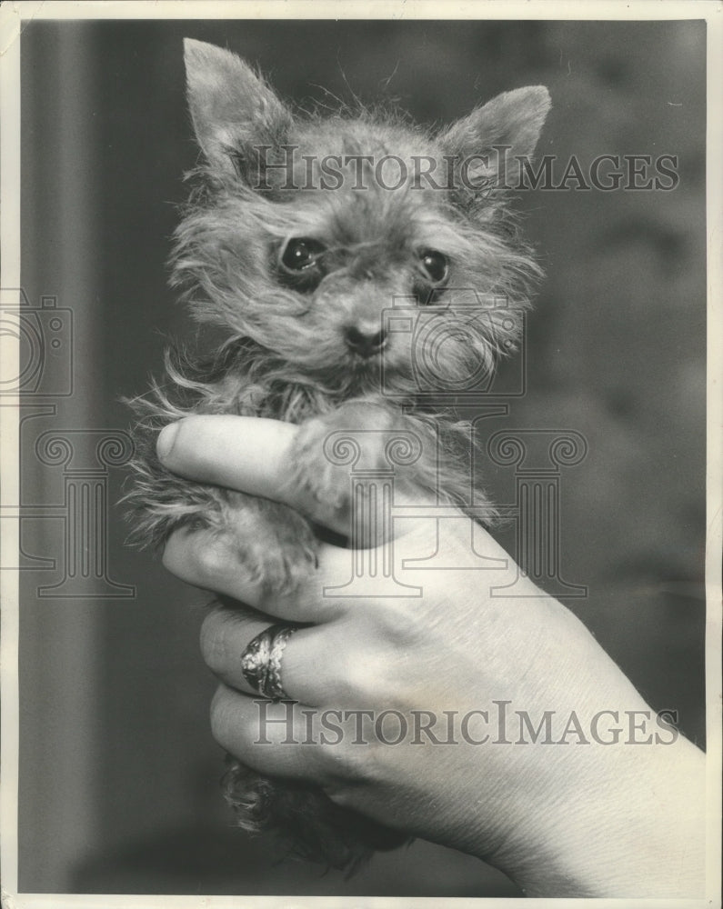 Load image into Gallery viewer, 1960 Press Photo 10 Oz Tiny Yorkshire terrier in Walthamstow, England
