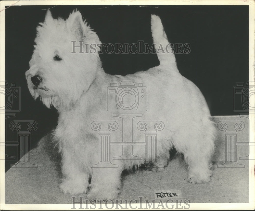 1968 Press Photo West Highland White Terrier - mjx23822- Historic Images