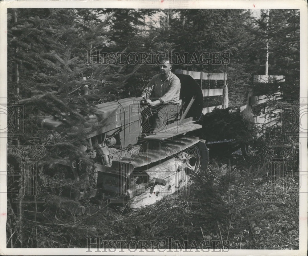 1953 Press Photo Alvin Bidgood Picks up Bundles of Boughs for Christmas Wreaths