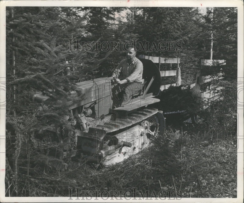 Load image into Gallery viewer, 1953 Press Photo Alvin Bidgood Picks up Bundles of Boughs for Christmas Wreaths
