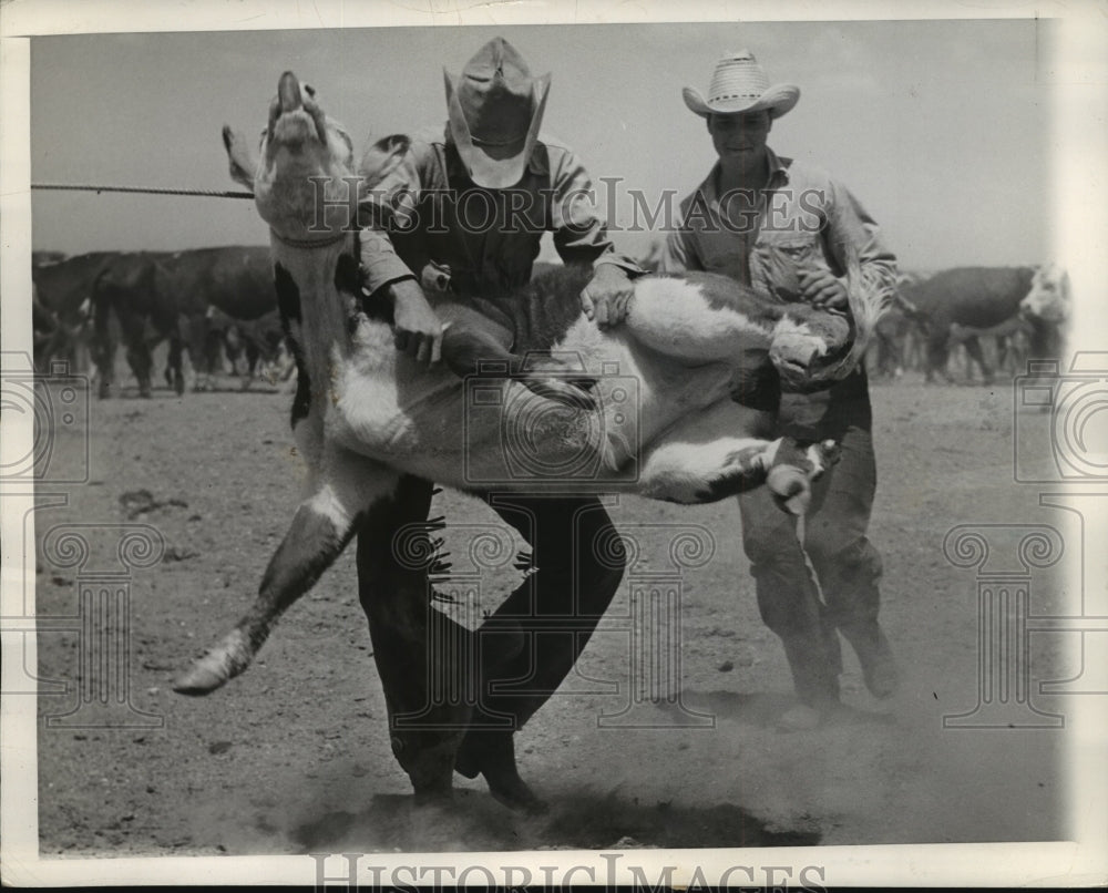 1939 Press Photo Cowboy Flops 300 Pound Calf to the Ground for Branding- Historic Images