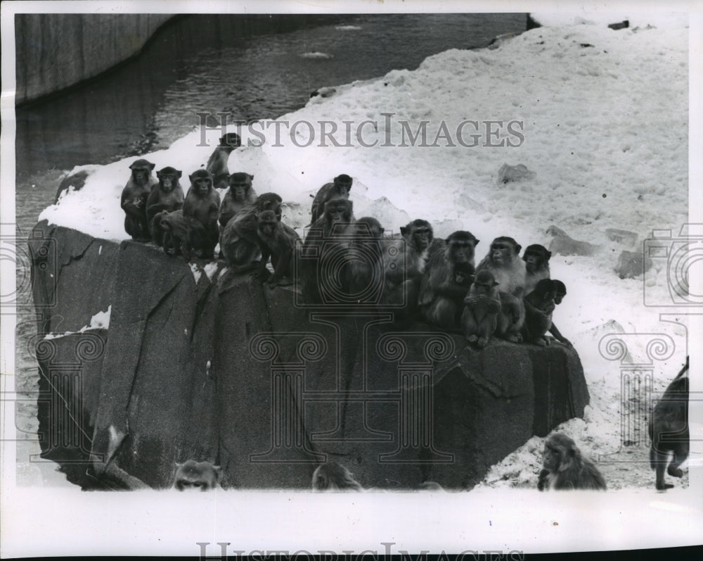 1963 Press Photo Rhesus Monkeys at the New Milwaukee, Wisconsin, Zoo- Historic Images