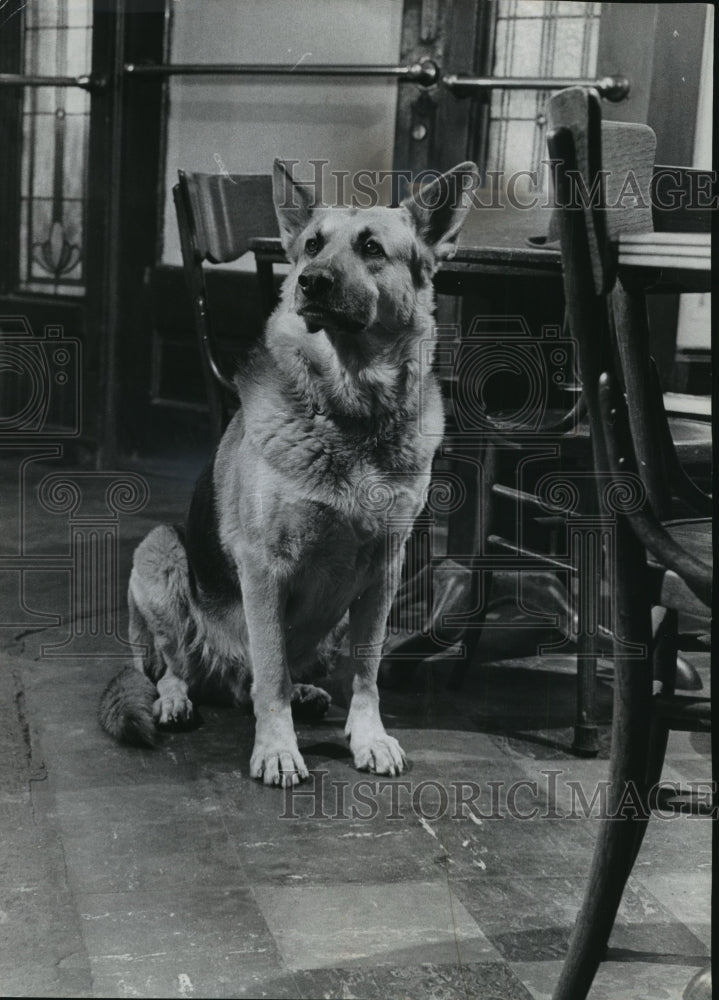 Load image into Gallery viewer, 1964 Press Photo German shepherd Rex at Al and Magda's braustube - mjx26043
