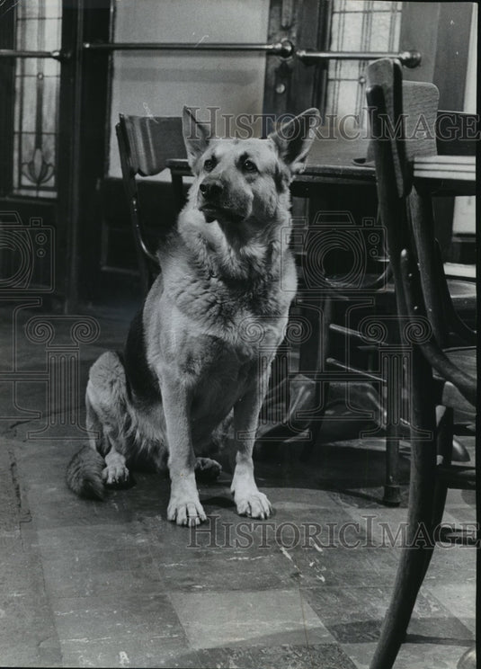 1964 Press Photo German shepherd Rex at Al and Magda's braustube - mjx26043