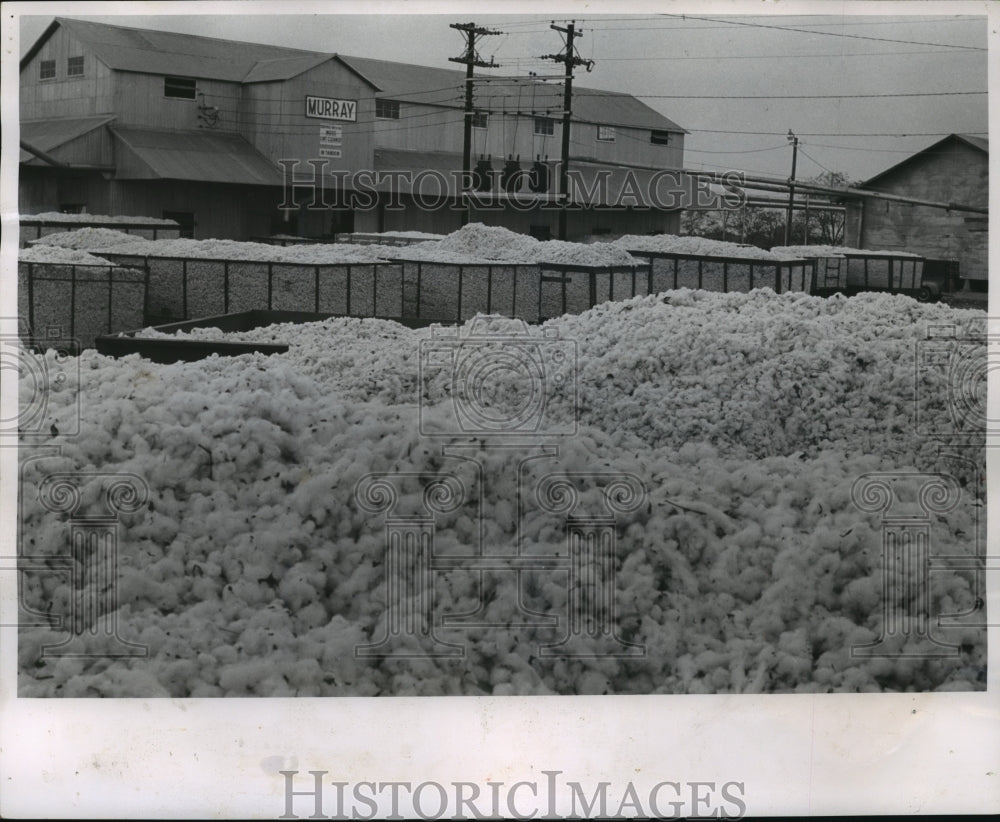 1962 Press Photo Cotton Waiting to Be Processed at the Kennett Company Gin