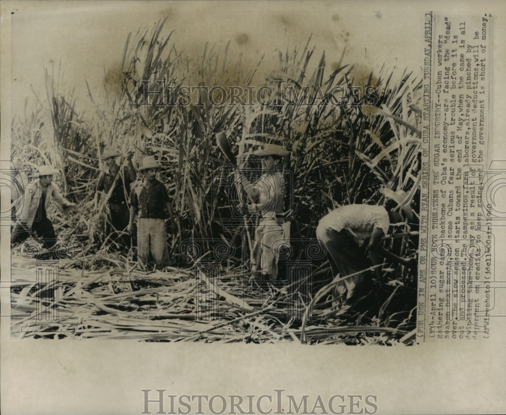 1960 Press Photo Cuban Agricultural Workers Gather Sugar Cane - mjx26957- Historic Images