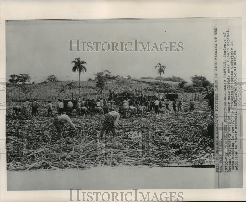 1964 Press Photo Students Volunteering For Sugar Harvest in Cuba - mjx26958
