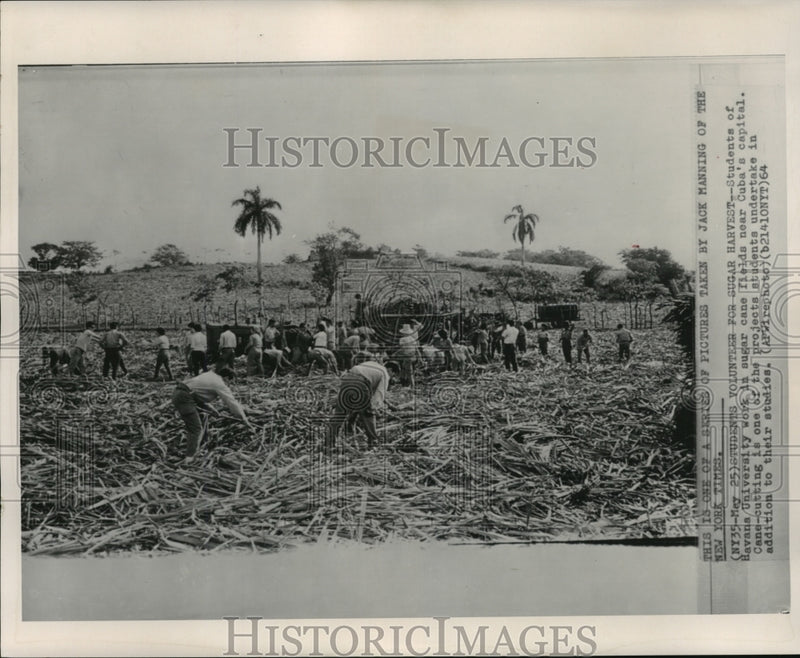 Load image into Gallery viewer, 1964 Press Photo Students Volunteering For Sugar Harvest in Cuba - mjx26958
