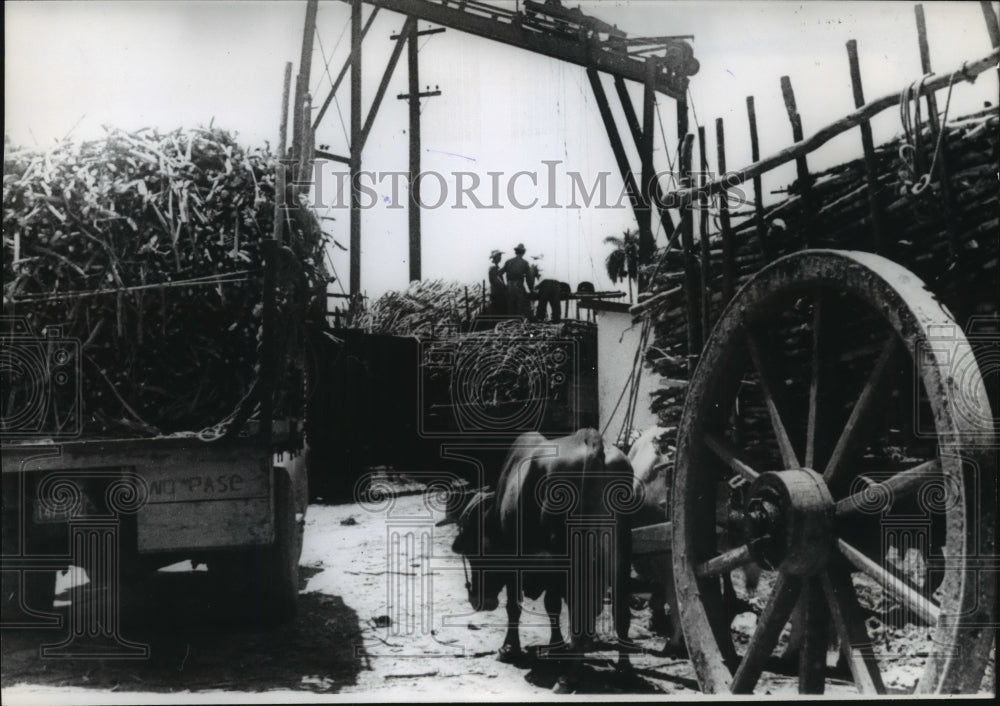 1966 Press Photo Various Transportation Used in Cuban Sugar Cane Harvest- Historic Images