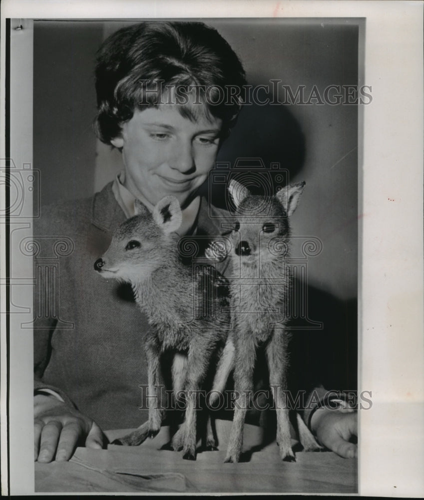 1963 Press Photo Two Chinese Water Deer Newborns at Whipsnade Zoo, London- Historic Images