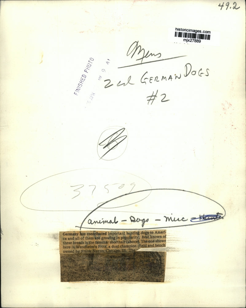 Press Photo Wendheim's Fritz, Hunting Dog Brought From Germany - mjx27889