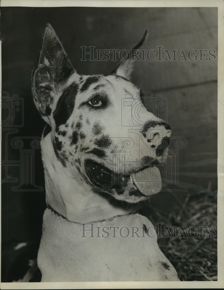 1932 Press Photo Ajax at Fair Dog Show- Historic Images