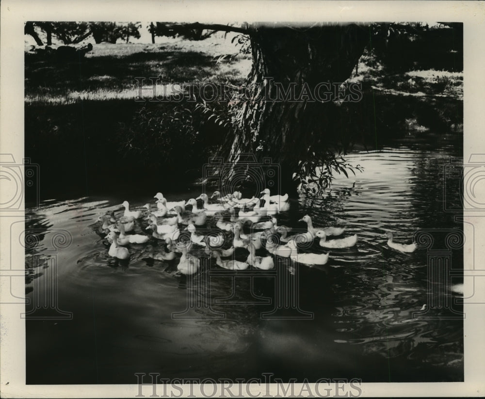 1952 Press Photo Ducks In A Pond - mjx28180- Historic Images