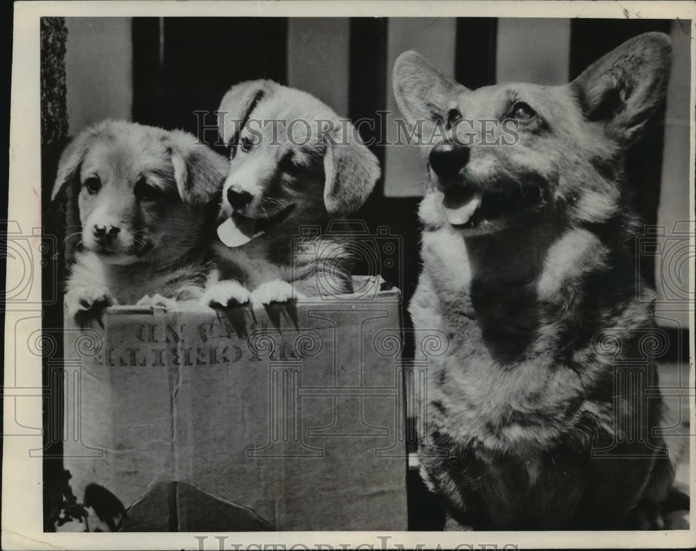 1967 Press Photo Tessa, Welsh Corgi Next to Puppies - mjx28352