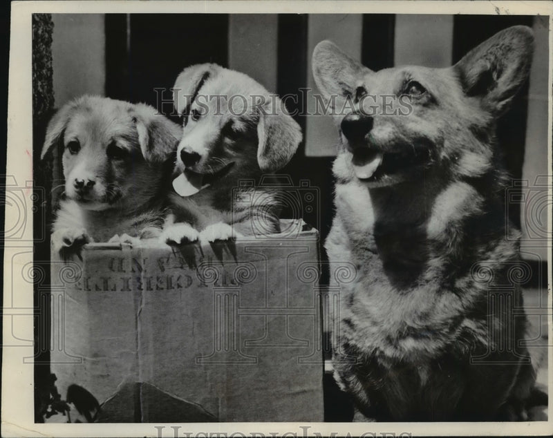Load image into Gallery viewer, 1967 Press Photo Tessa, Welsh Corgi Next to Puppies - mjx28352
