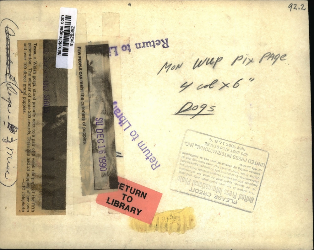 1967 Press Photo Tessa, Welsh Corgi Next to Puppies - mjx28352