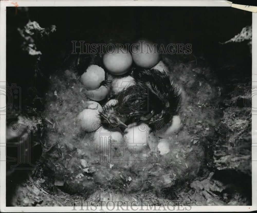 1988 Press Photo Brand New Wood Ducklings In Nest- Historic Images