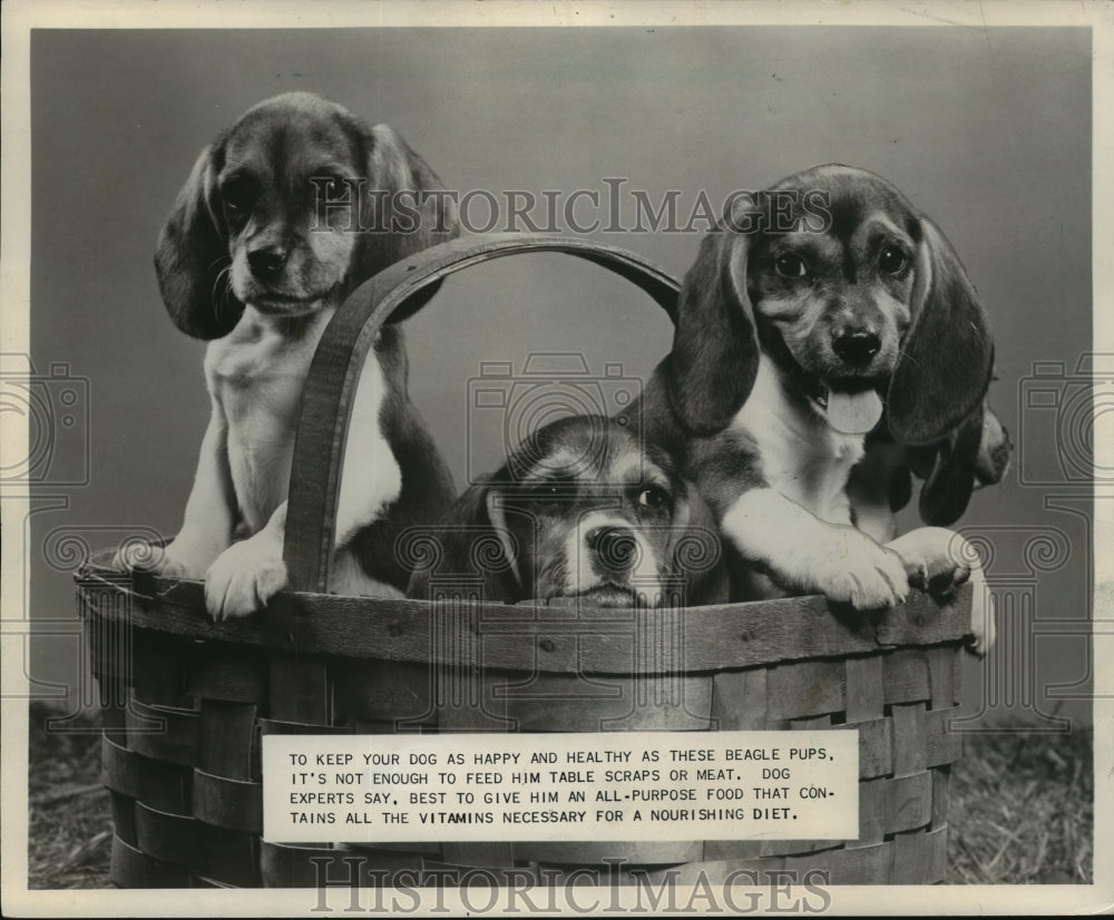 1956 Press Photo Beagle Puppies, Showing What A Healthy Puppy Looks Like- Historic Images