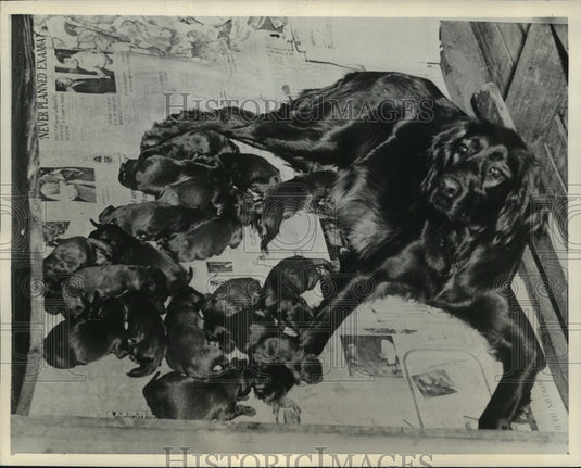 1936 Press Photo Seventeen Irish Setter Puppies Set Record - mjx28572- Historic Images