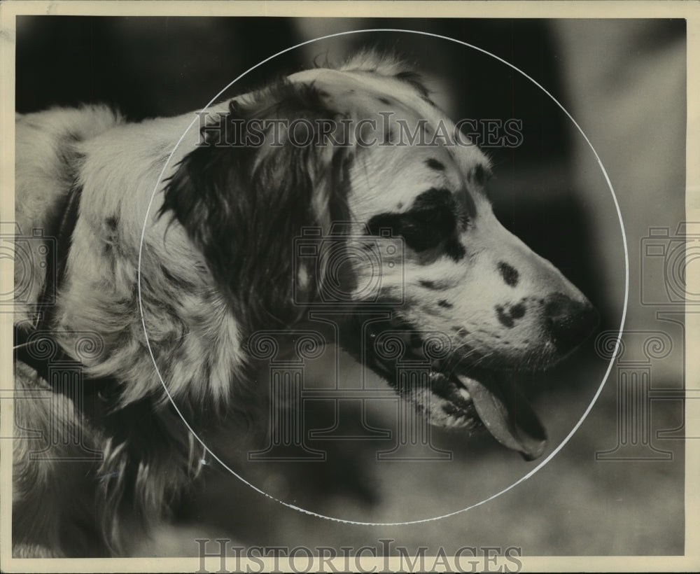 Press Photo English Setter - mjx28602